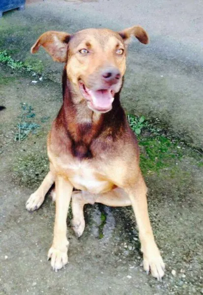 Cachorro ra a Vira idade 1 ano nome Jorge