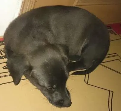 Cachorro ra a sem raça idade Abaixo de 2 meses nome sem nome