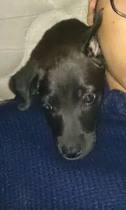 Cachorro ra a sem raça idade Abaixo de 2 meses nome sem nome