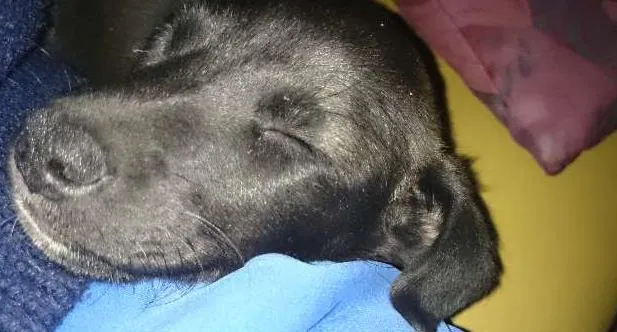 Cachorro ra a sem raça idade Abaixo de 2 meses nome sem nome
