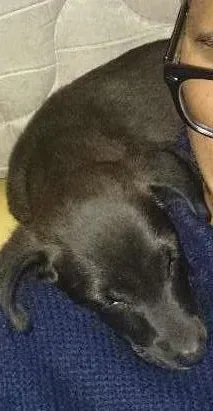 Cachorro ra a sem raça idade Abaixo de 2 meses nome sem nome