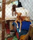 Pit