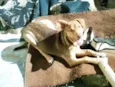 Pit