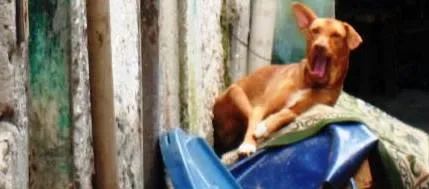 Cachorro ra a mestiça pit bull idade 3 anos nome Pit