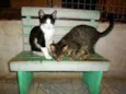 Marrie e penélope