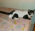 Teica/minie