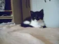 Teica/minie