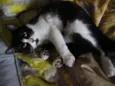 Teica/minie