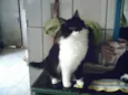 Teica/minie