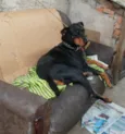 Fiona
