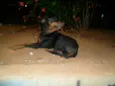 Fiona