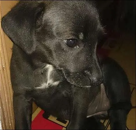 Cachorro ra a sem raça idade Abaixo de 2 meses nome sem nome