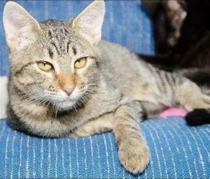 Gato raça SRD idade 2 a 6 meses nome Murici