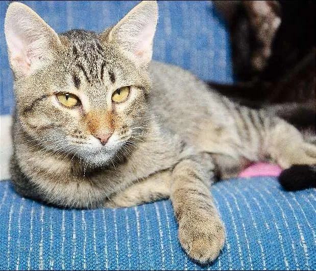 Gato ra a SRD idade 2 a 6 meses nome Murici