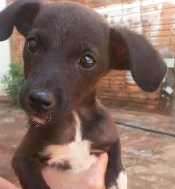 Cachorro ra a SRD idade 2 a 6 meses nome tour