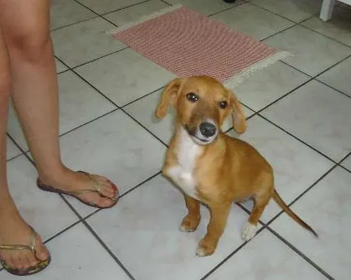 Cachorro raça Vira latas idade 2 a 6 meses nome Sem nome