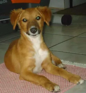 Cachorro raça Vira latas idade 2 a 6 meses nome Sem nome