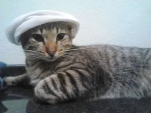 Gato raça não tem idade 1 ano nome LucasPoldoviski