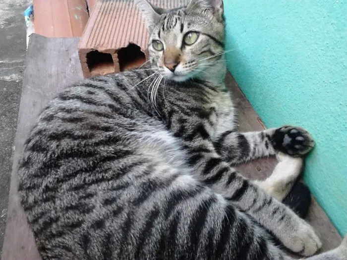 Gato ra a não tem idade 1 ano nome LucasPoldoviski