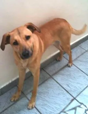 Cachorro raça MIX DE LABRADOR idade 1 ano nome ZECA