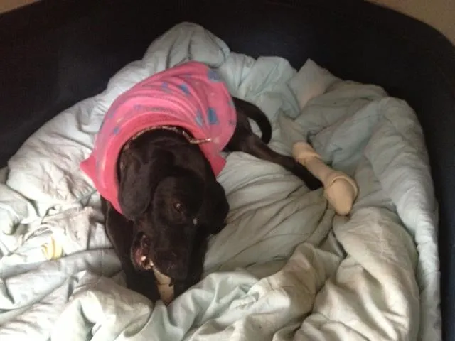 Cachorro ra a SRD idade 2 anos nome Preta 2