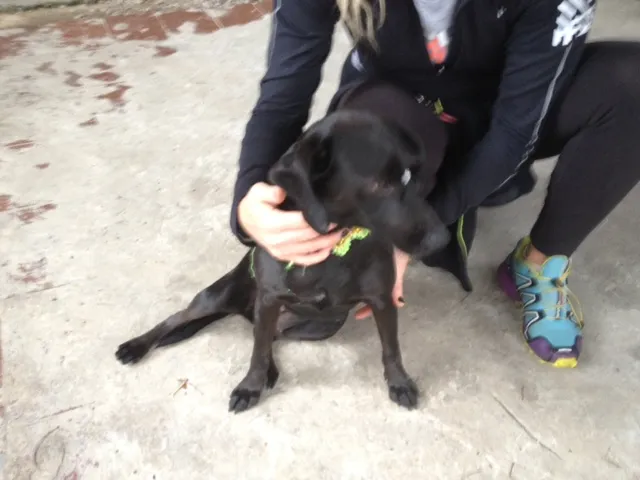 Cachorro ra a SRD idade 2 anos nome Preta 2
