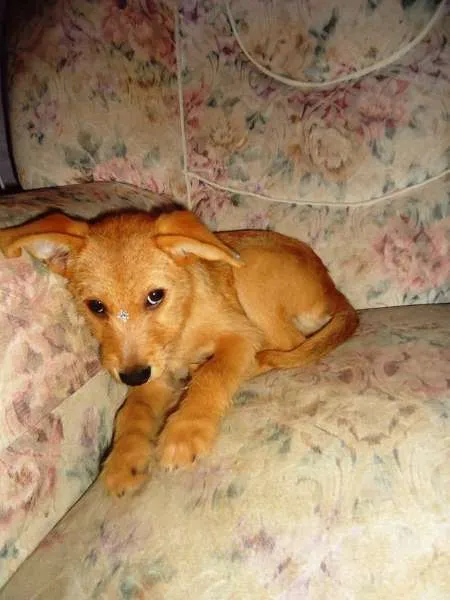 Cachorro ra a SRD idade 2 a 6 meses nome Estrela