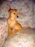Estrela