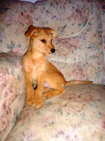 Cachorro ra a SRD idade 2 a 6 meses nome Estrela