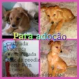 Estrela