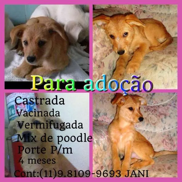 Cachorro ra a SRD idade 2 a 6 meses nome Estrela
