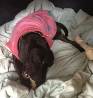 Cachorro raça SRD idade 2 anos nome Preta 2