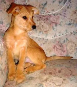 Cachorro raça SRD idade 2 a 6 meses nome Estrela