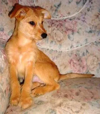 Cachorro ra a SRD idade 2 a 6 meses nome Estrela