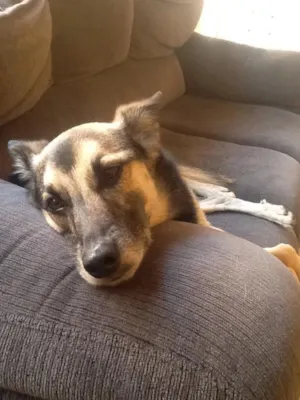 Cachorro raça Vira lata  idade 4 anos nome Roque 
