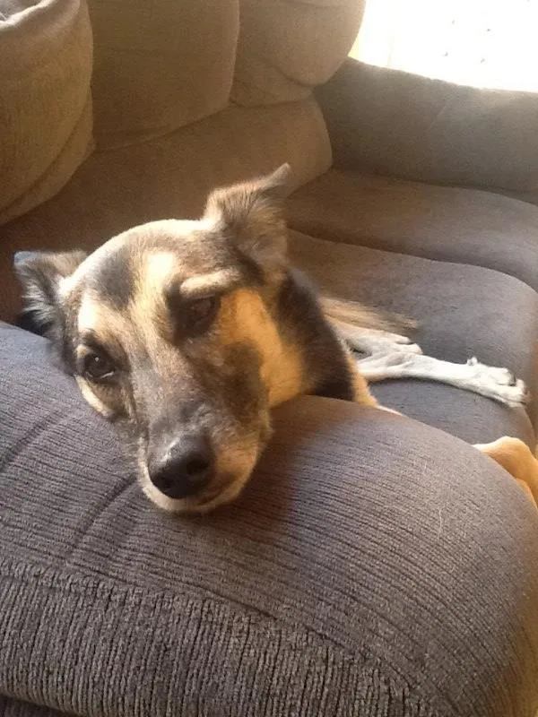Cachorro ra a Vira lata  idade 4 anos nome Roque 
