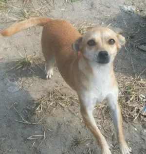 Cachorro ra a SRD idade 2 anos nome MIUCHA