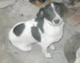 MILU