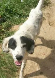 Cachorro raça SRD idade 1 ano nome TOMI