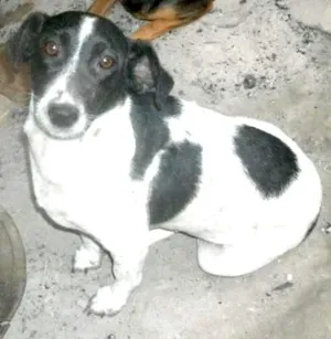 Cachorro raça SRD idade 3 anos nome MILU