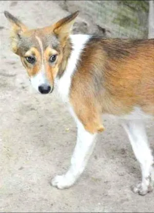 Cachorro raça SRD idade 7 a 11 meses nome RAPOSINHA