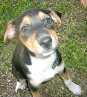 Cachorro raça SRD idade 2 a 6 meses nome CRISTAL