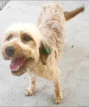 Cachorro raça Sheepdog idade 2 anos nome AMARILIS