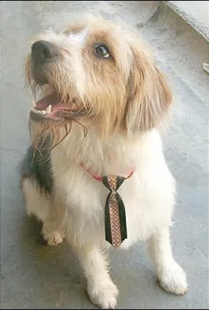 Cachorro raça Sheepdog idade 7 a 11 meses nome BRED