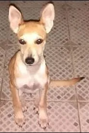 Cachorro raça SRD idade 2 a 6 meses nome NINA
