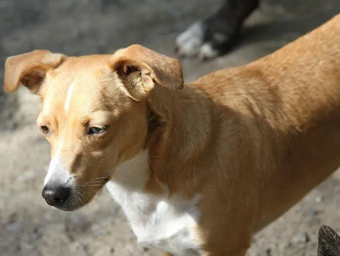 Cachorro ra a SRD idade 2 anos nome ESTRELA