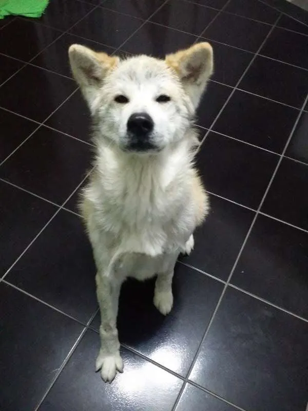 Cachorro raça akita idade 3 anos nome FELIX
