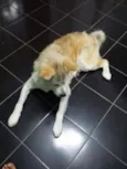 FELIX