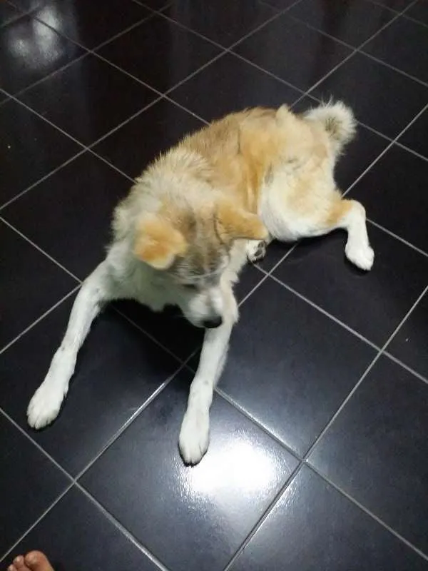 Cachorro raça akita idade 3 anos nome FELIX