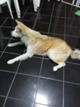FELIX